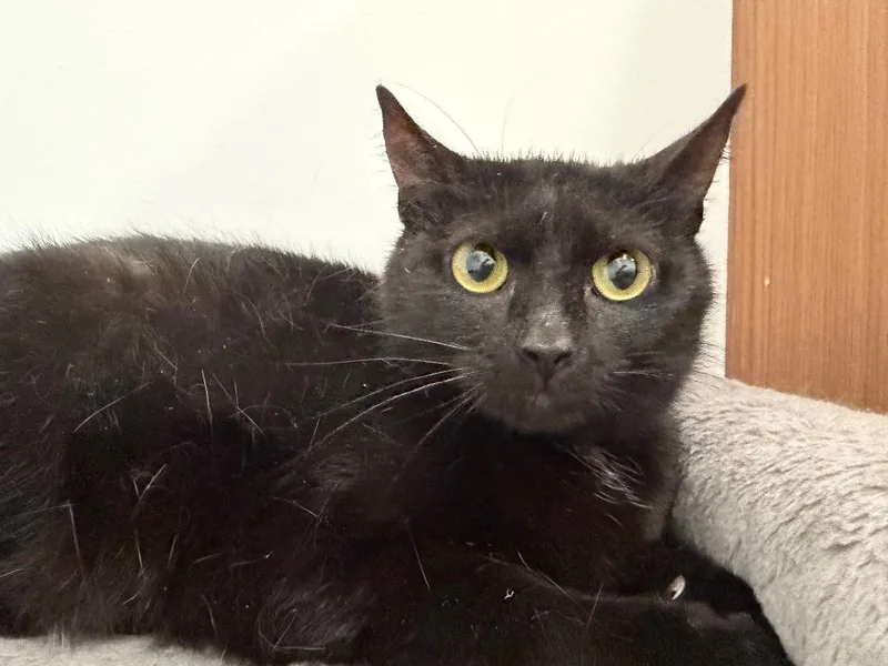 A young small-sized female Domestic Short Hair cat named Mercury for adoption in Powell, OH