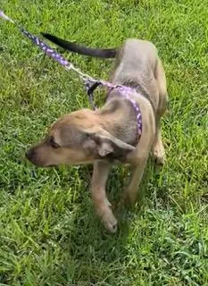 A baby medium-sized female Yellow / Tan / Blond / Fawn Mixed Breed dog named Maxime for adoption in Longwood, FL
