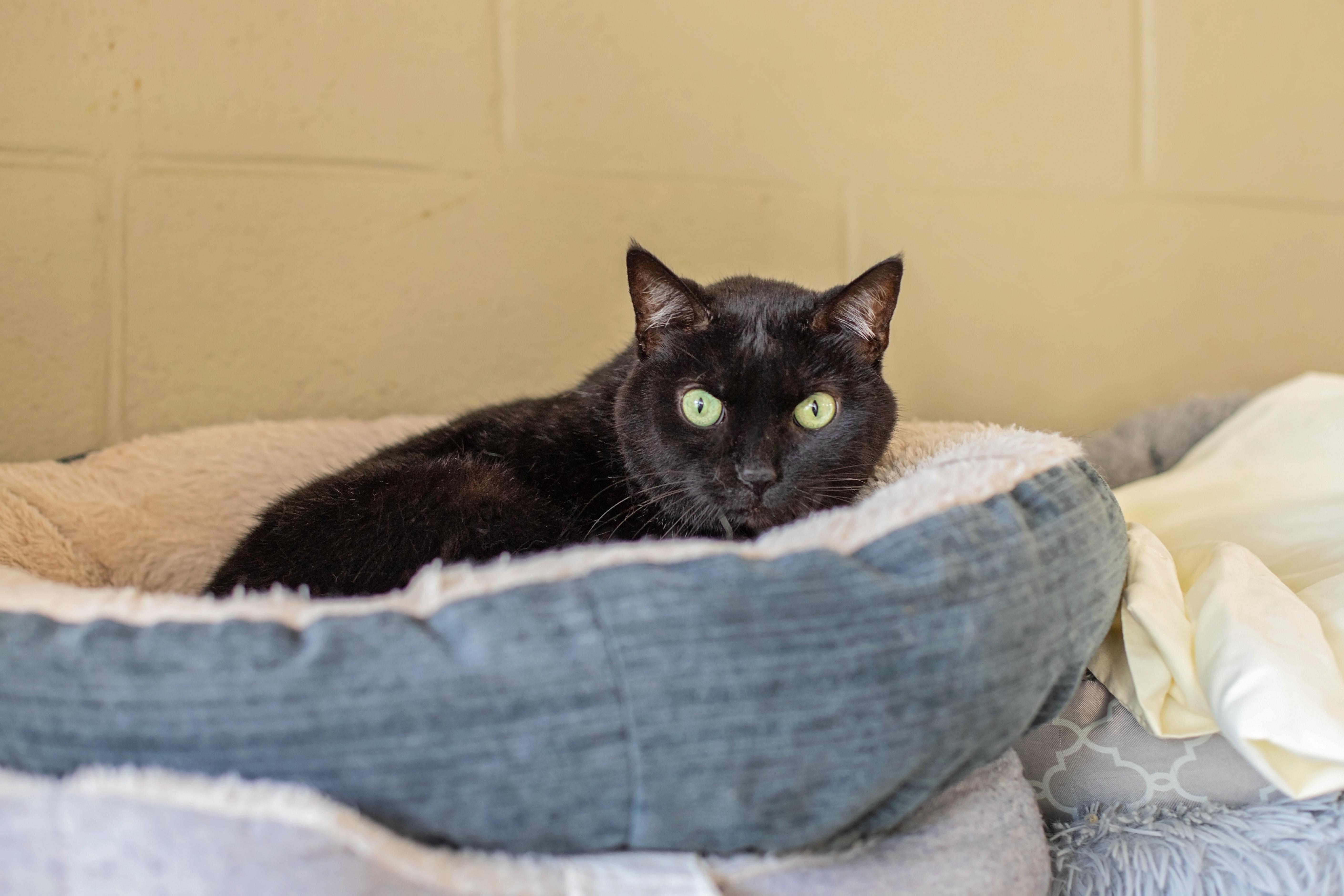 A senior medium-sized female Black Domestic Short Hair cat named Paka for adoption in Landenberg, PA