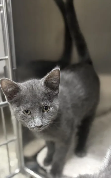 A baby medium-sized female Domestic Short Hair cat named Rags for adoption in Jackson, MI