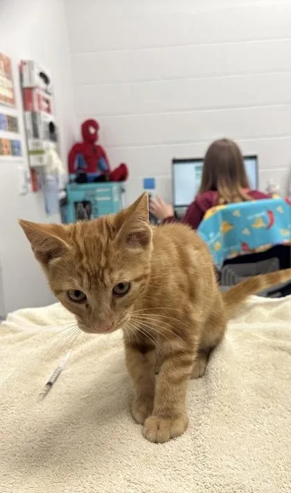A baby small-sized male Orange / Red Domestic Short Hair cat named Major Payne for adoption in Kansas City, MO