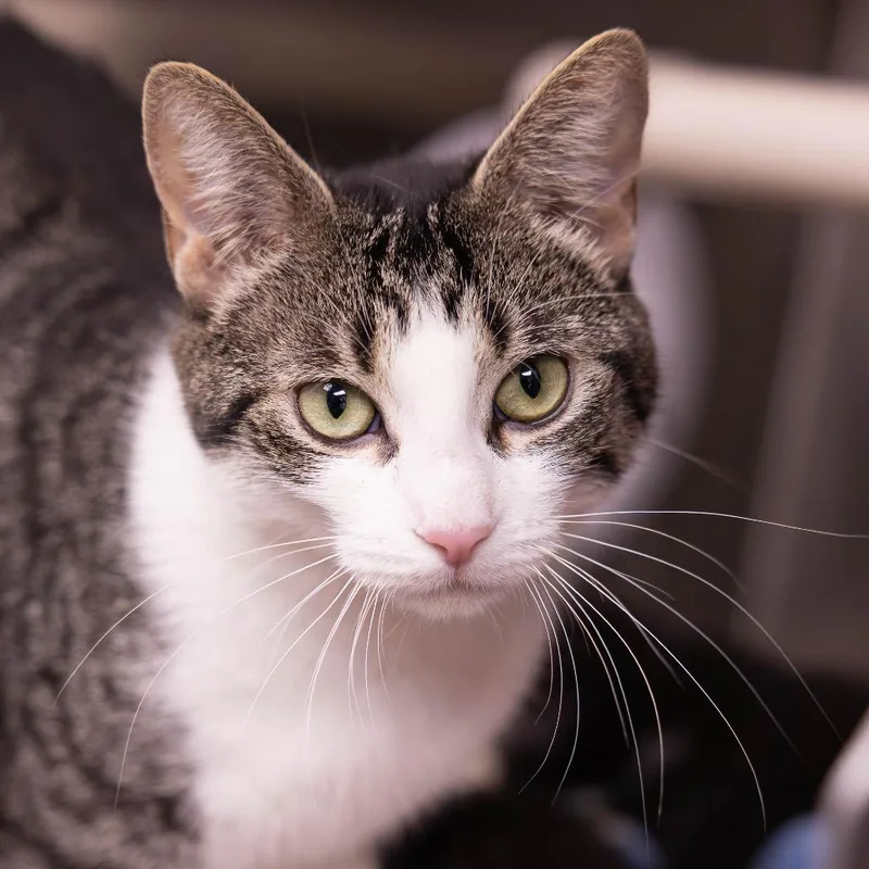 An adult medium-sized female Brown / Chocolate Domestic Short Hair cat named Daisy for adoption in Mentor, OH
