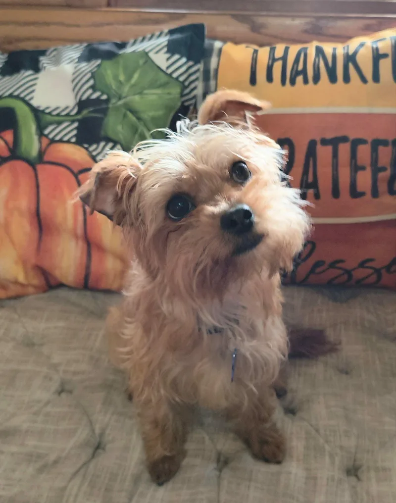 An adult small-sized female Terrier dog named Verdi for adoption in De Pere, WI