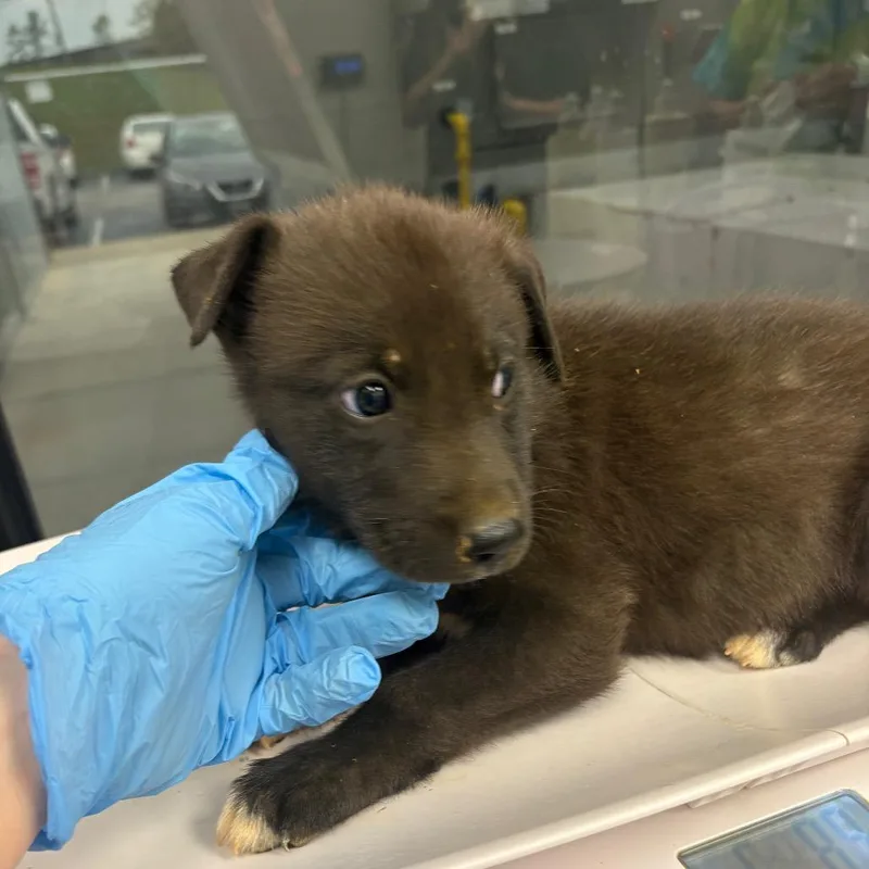 A baby small-sized male Black Mixed Breed dog named Earth for adoption in Columbiana, AL
