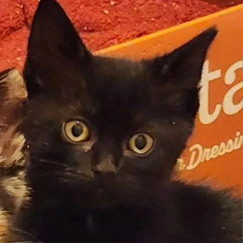 A baby small-sized female Black Domestic Short Hair cat named Raven Rose for adoption in Westminster, CA