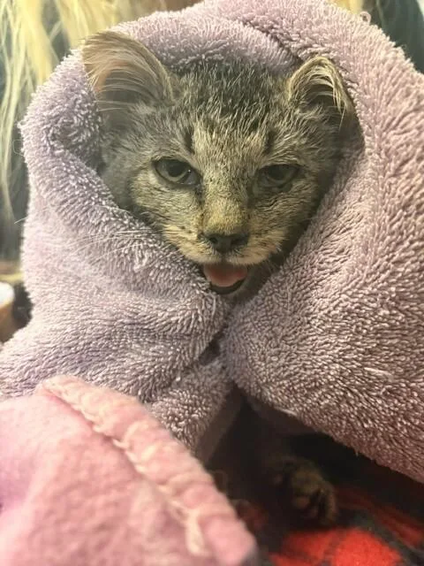 A young small-sized female Domestic Short Hair cat named September for adoption in Cincinnati, OH