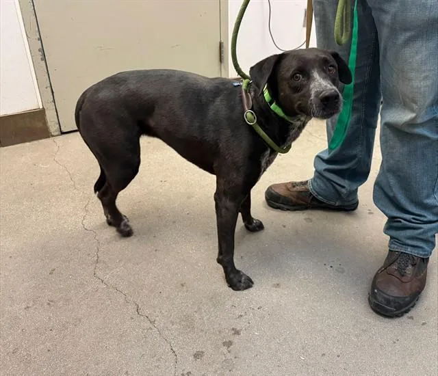 A young large-sized female Catahoula Leopard Dog dog named Coca Cola for adoption in Tucson, AZ
