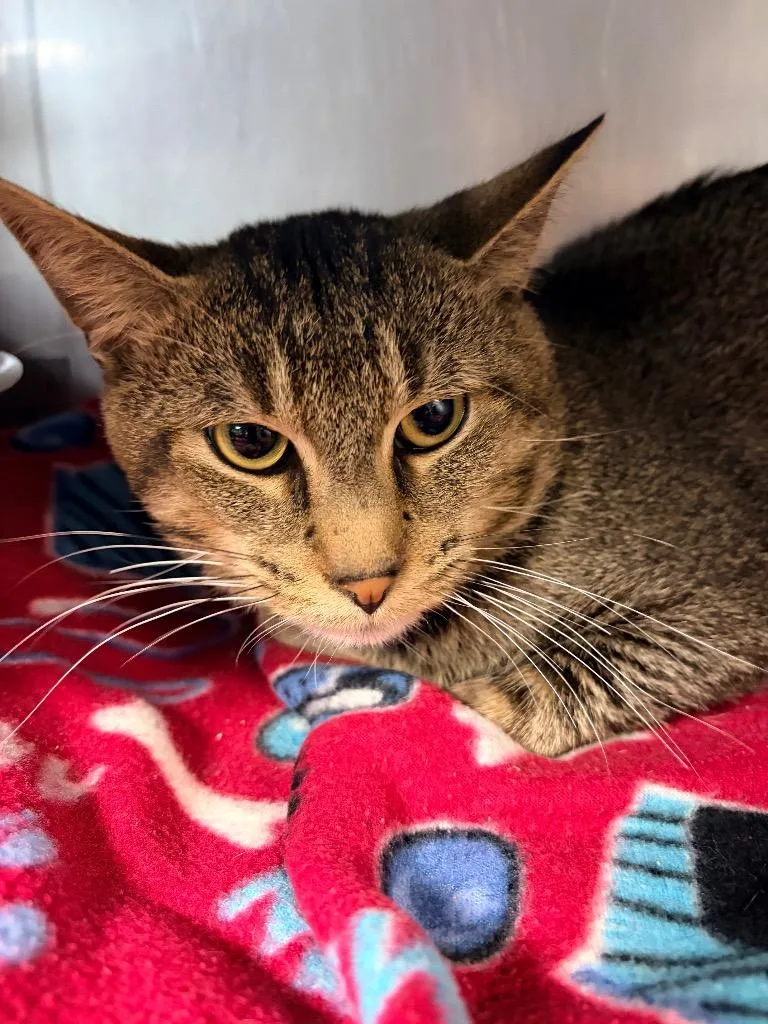 An adult medium-sized male Domestic Short Hair cat named Dobby for adoption in Huntington, IN