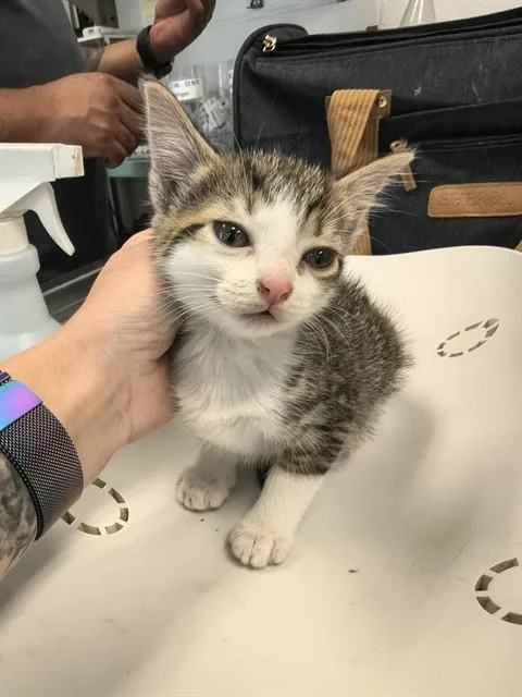 A young small-sized female Domestic Short Hair cat named Alyssa for adoption in Haw River, NC
