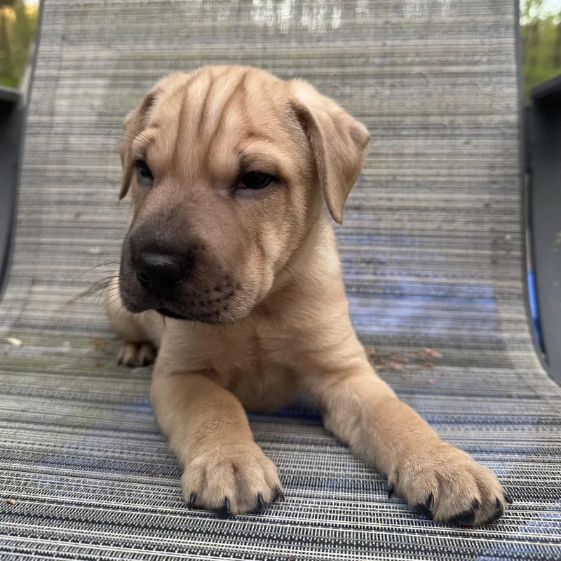 A baby small-sized male Brown / Chocolate Mixed Breed dog named Hyperion for adoption in Fredericksburg, VA