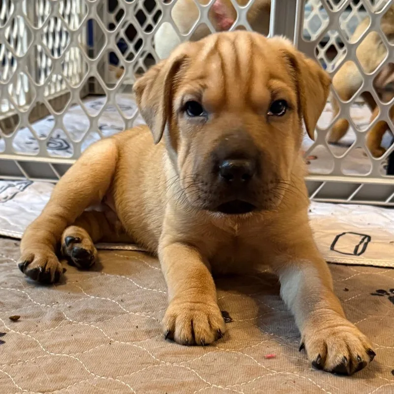 Hyperion thumbnail 2