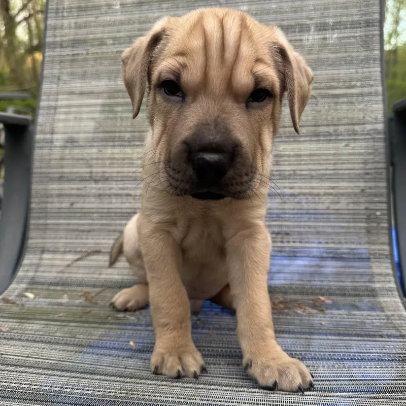 Hyperion thumbnail 3