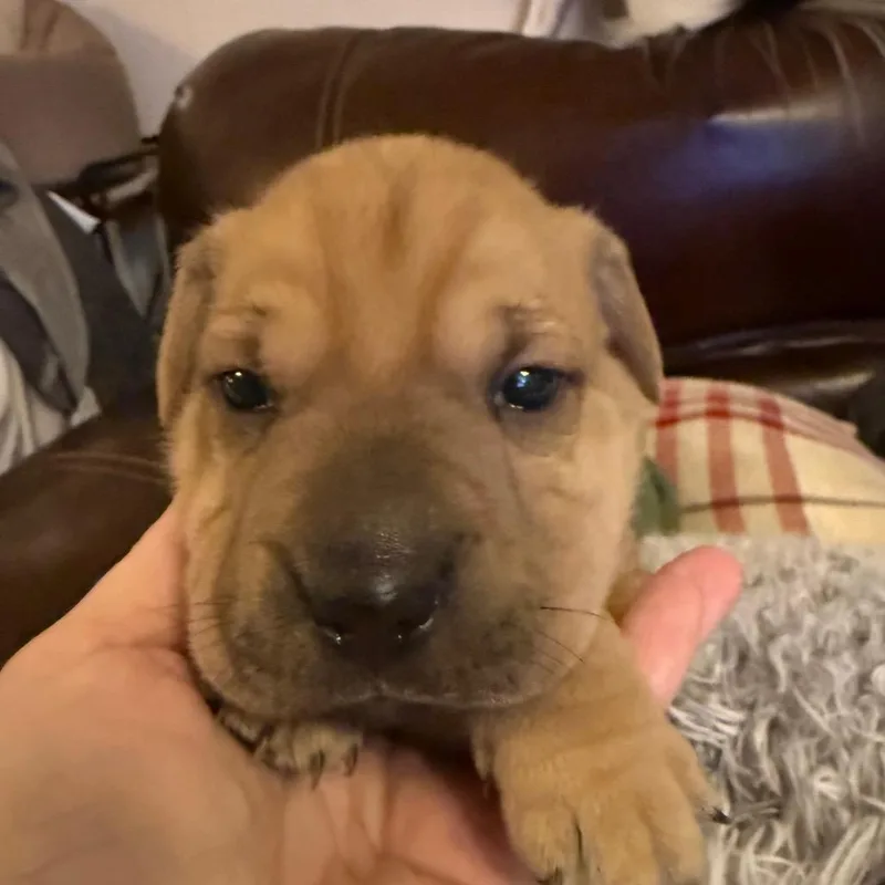 Hyperion thumbnail 4