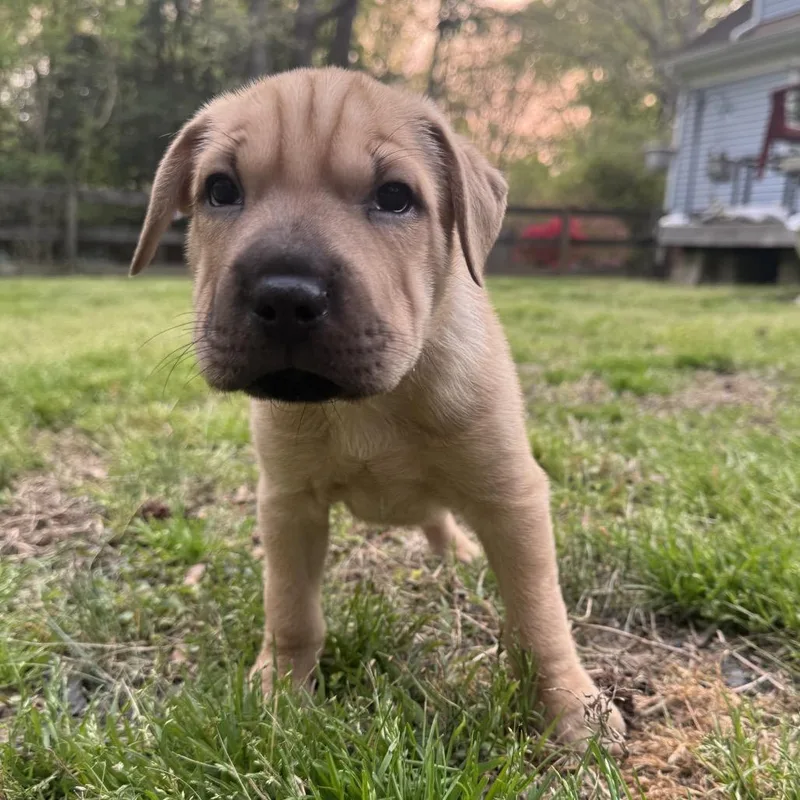 Hyperion thumbnail 5