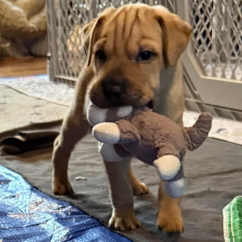 Hyperion thumbnail 6