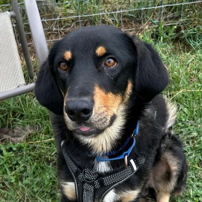 A young large-sized male Black Coonhound dog named Gumby for adoption in Aldie, VA