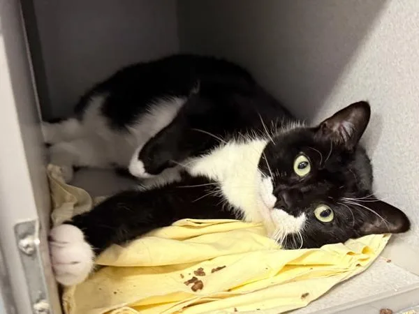 An adult medium-sized male Domestic Short Hair cat named Louise for adoption in New York, NY