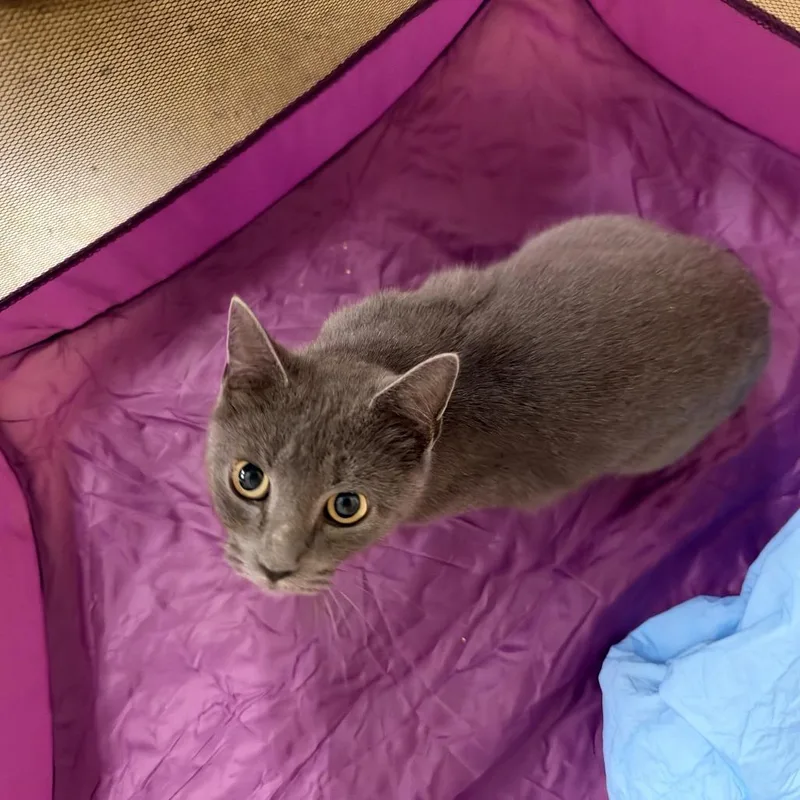 A young small-sized female Gray / Blue / Silver Domestic Short Hair cat named Viola for adoption in Gibsonia, PA