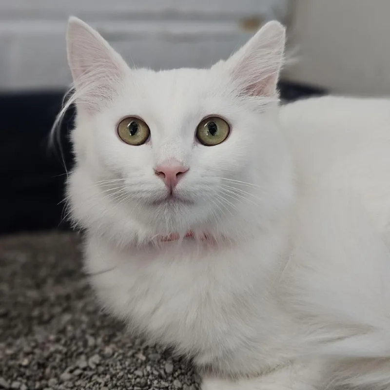 A baby small-sized female White Domestic Medium Hair cat named Precious for adoption in Lakewood, CO