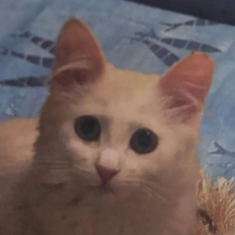 Precious thumbnail 6