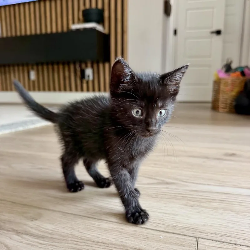 A baby small-sized male Black Domestic Short Hair cat named Moonbean for adoption in San Antonio, TX