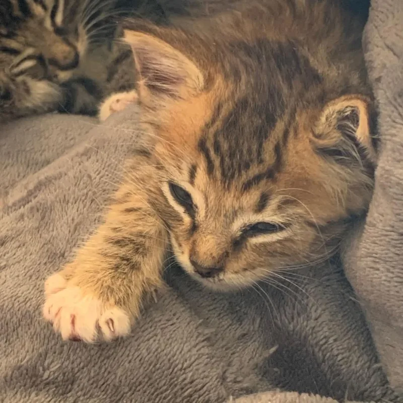 A baby small-sized female Gray / Blue / Silver Domestic Short Hair cat named Sungold Located in for adoption in Alexandria, VA