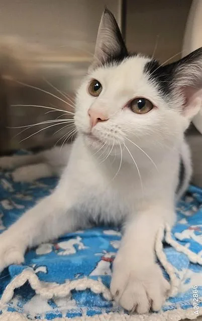 A young small-sized female Domestic Short Hair cat named Barbara for adoption in Olivette, MO