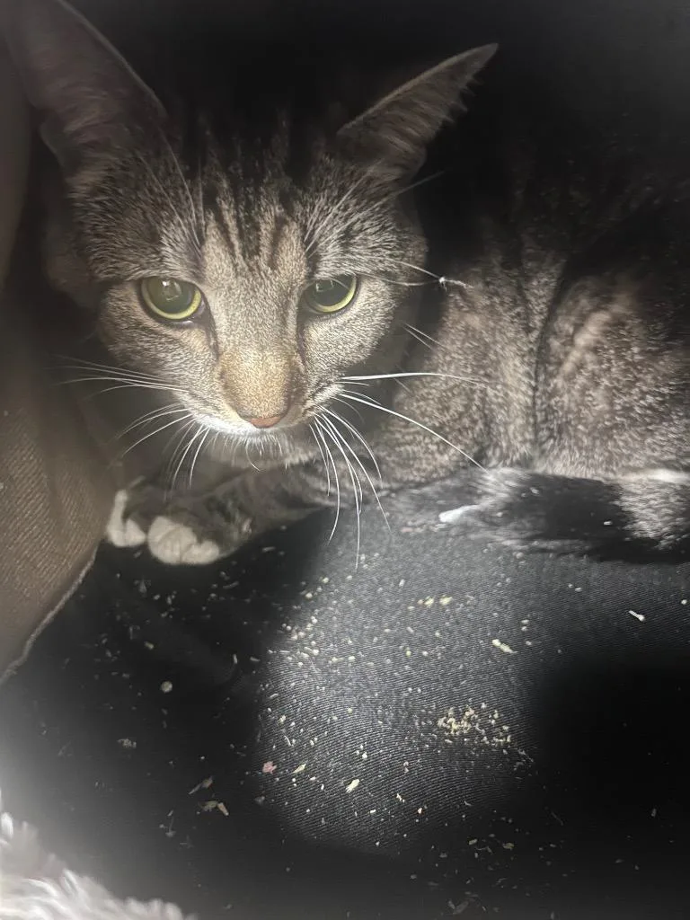 A young large-sized male Domestic Short Hair cat named Marley for adoption in Meriden, CT
