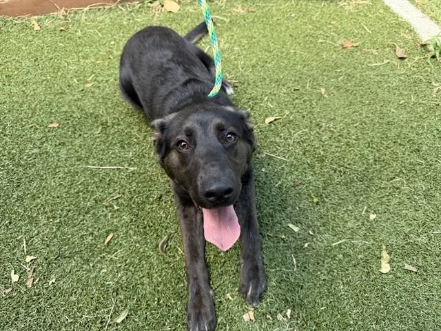 A young large-sized male Australian Kelpie dog named Rocky for adoption in Garland, TX