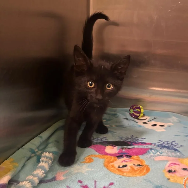 A baby small-sized male Black Domestic Medium Hair cat named Loki for adoption in Brookfield, MO
