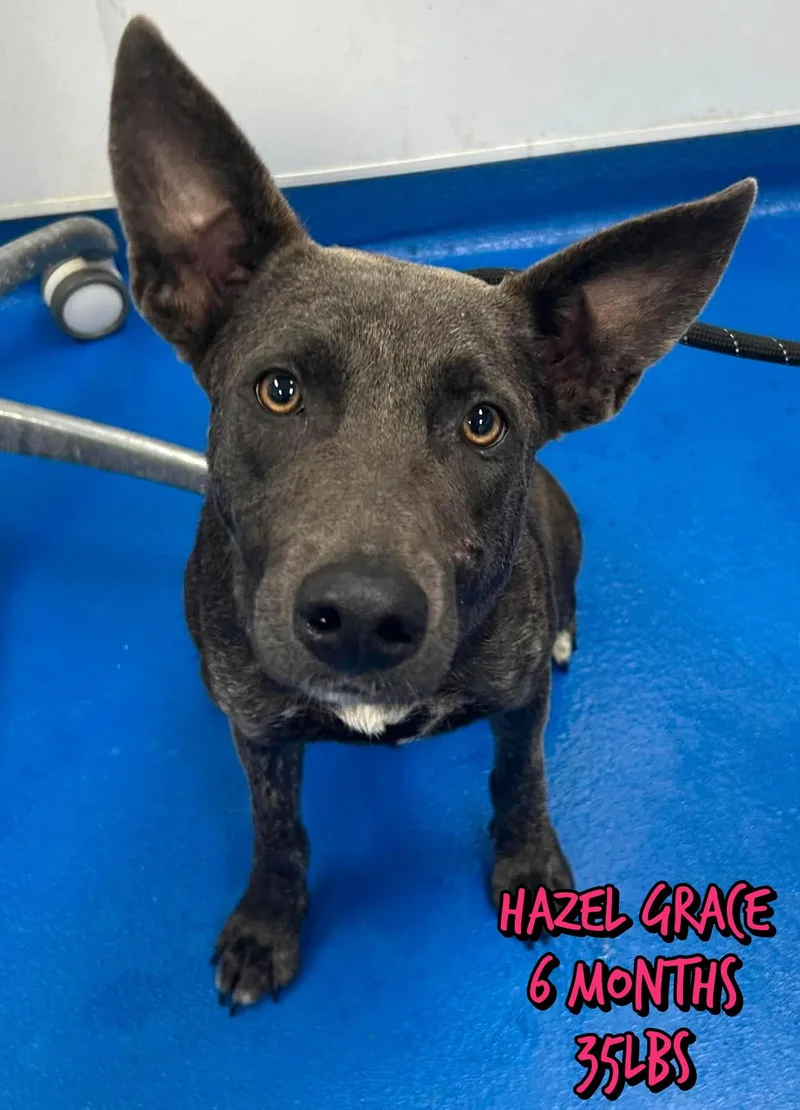 A baby medium-sized female German Shepherd Dog dog named Hazel Grace for adoption in Holbrook, NY