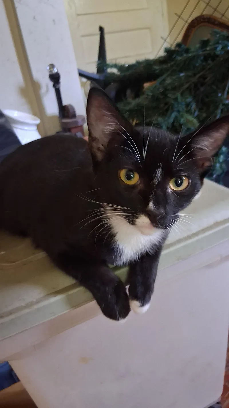 A baby small-sized female Domestic Short Hair cat named Oopsie for adoption in Randolph, AL