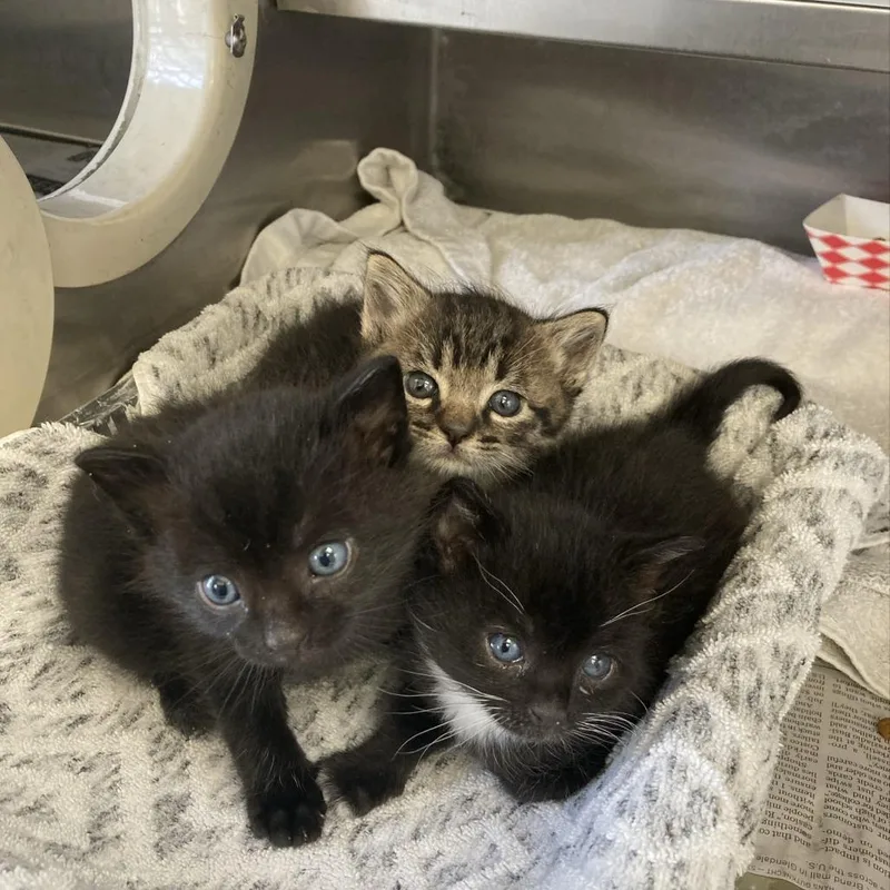A baby small-sized female Black Domestic Short Hair cat named Shay for adoption in Hawthorne, CA