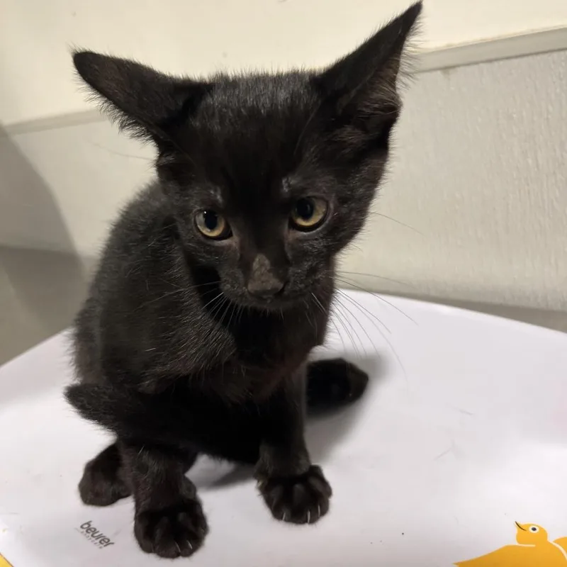 A baby small-sized female Black Domestic Short Hair cat named Bitsie for adoption in Tampa, FL