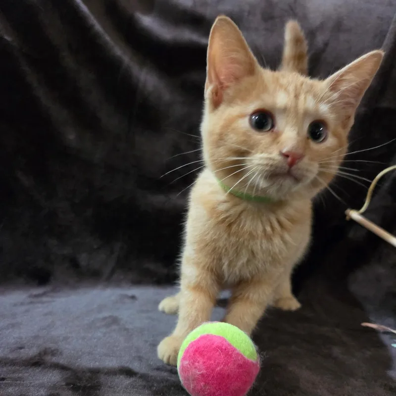 A baby medium-sized male Domestic Short Hair cat named Frappe for adoption in Baytown, TX