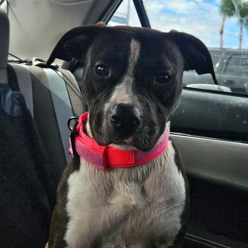 A young medium-sized female Black Staffordshire Bull Terrier dog named Daisy for adoption in Marina del Rey, CA