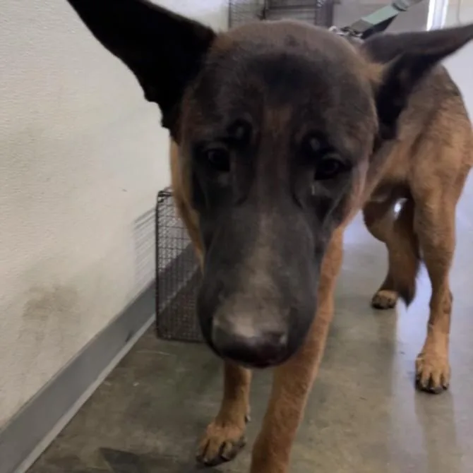 A young large-sized male German Shepherd Dog dog named Wyatt for adoption in Los Angeles, CA