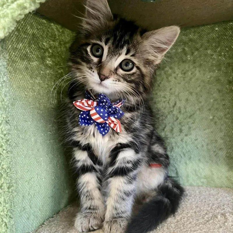 A baby small-sized female Brown / Chocolate Domestic Medium Hair cat named Bom Bom Argo for adoption in Eagle Mountain, UT