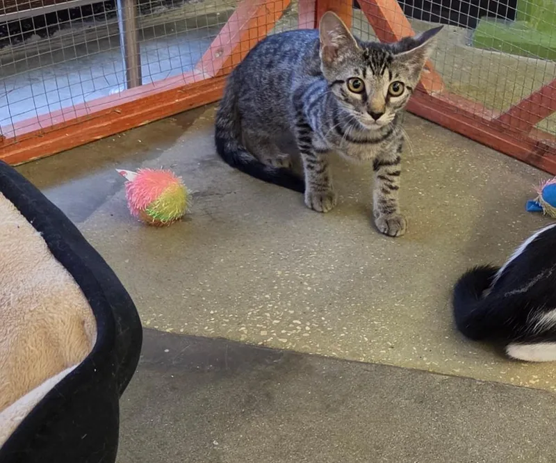 A baby medium-sized male Domestic Short Hair cat named Buzz for adoption in Tampa, FL