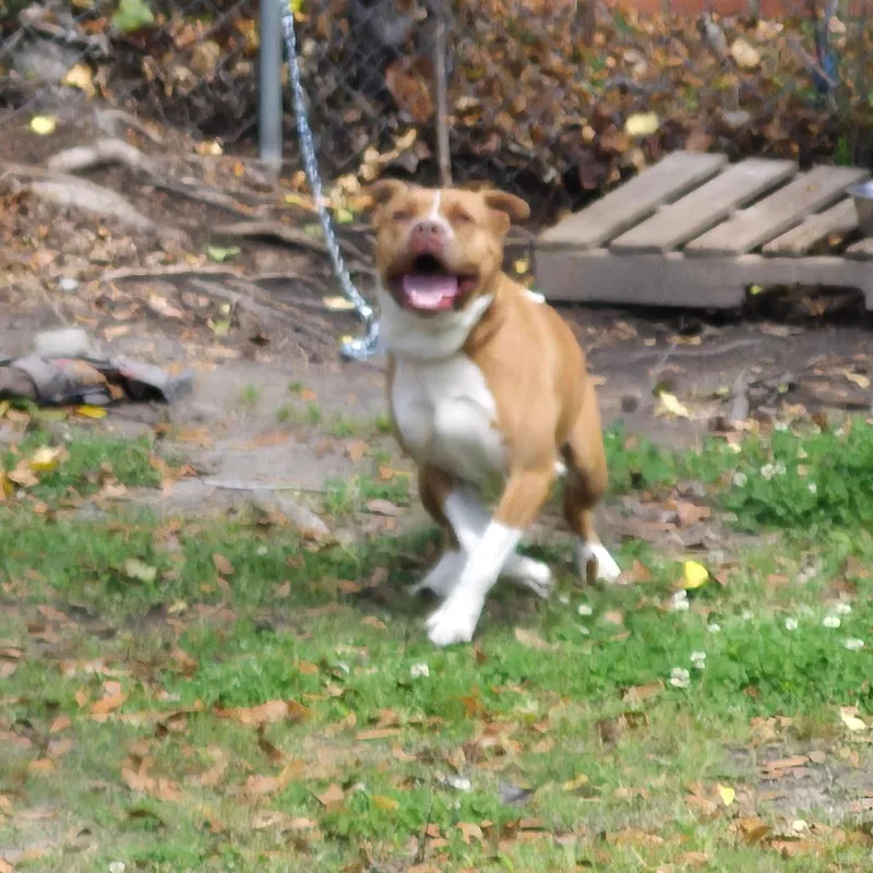 An adult medium-sized female Yellow / Tan / Blond / Fawn Mixed Breed dog named Hope for adoption in Columbus, GA