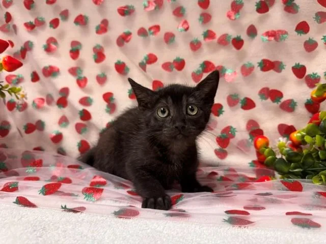 A baby small-sized male Domestic Short Hair cat named Kuro for adoption in Fairfield, CA