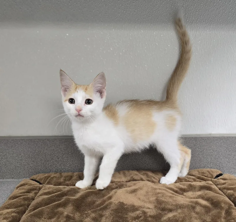 A baby medium-sized female Orange & White Domestic Short Hair cat named Skipper for adoption in Mount Carmel, IL