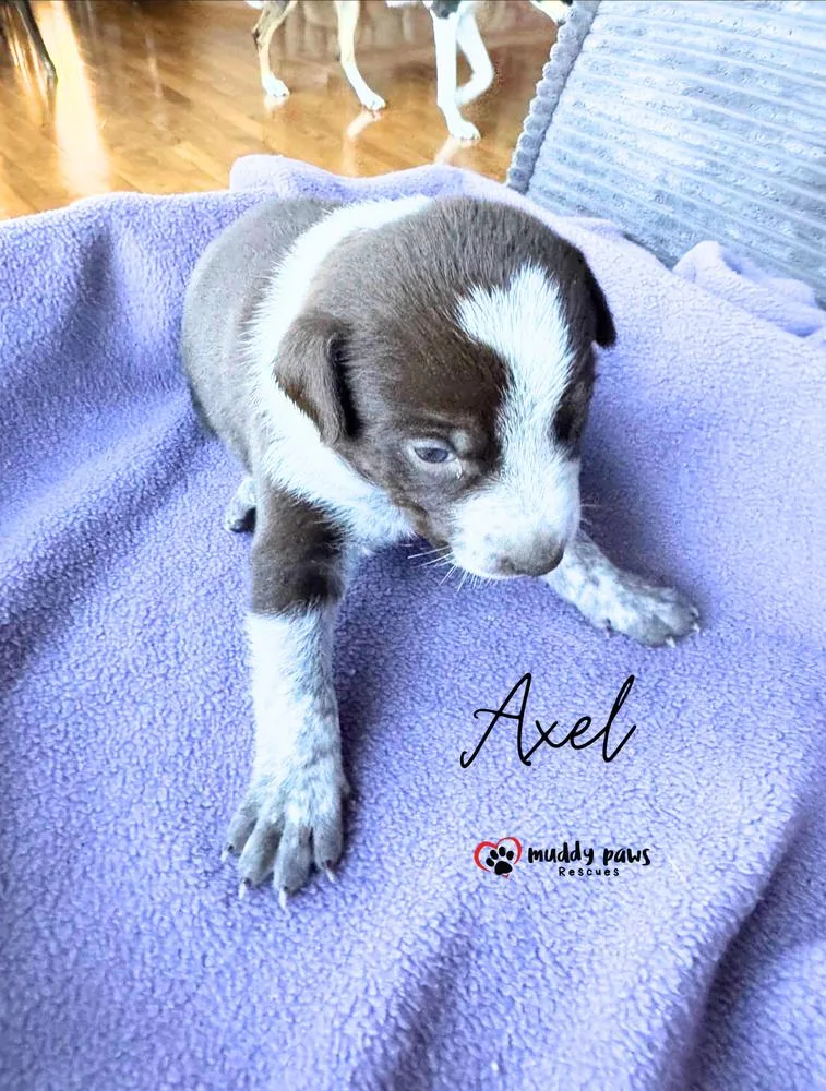 Cassie's Crew: Axel