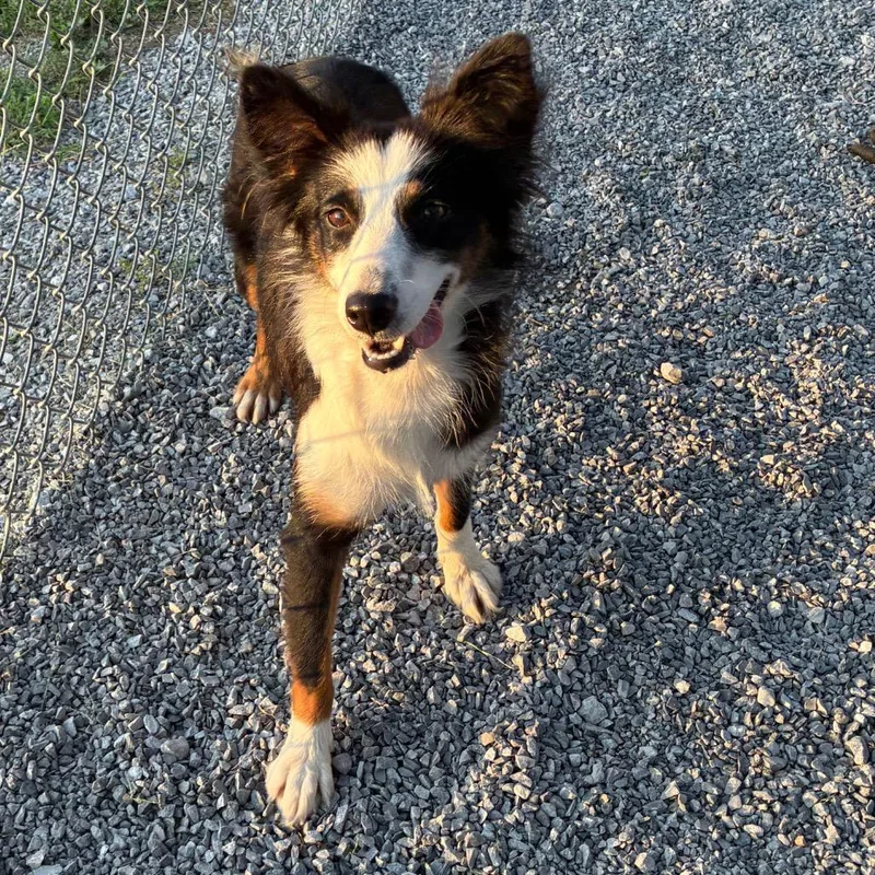 A young medium-sized female Black Australian Shepherd dog named Rosie for adoption in Morganfield, KY