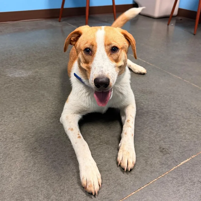 A young medium-sized male Yellow / Tan / Blond / Fawn Border Collie dog named Sammy for adoption in Idaho Falls, ID