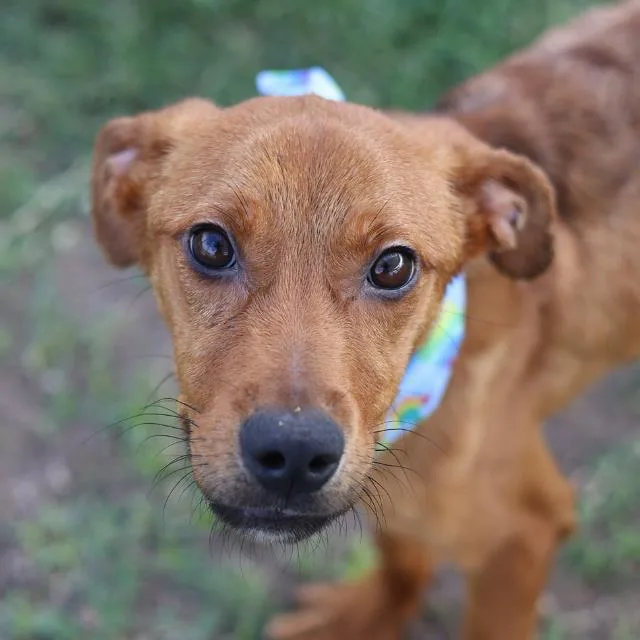 A young medium-sized male Terrier dog named Billy for adoption in San Antonio, TX