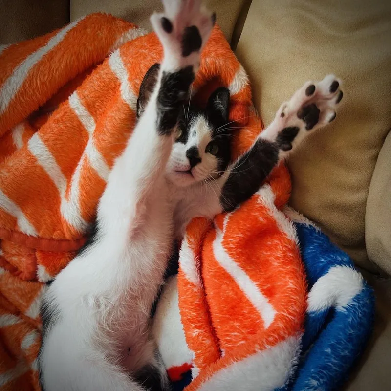A baby small-sized male Black & White / Tuxedo Domestic Short Hair cat named Pip for adoption in Dallas, TX