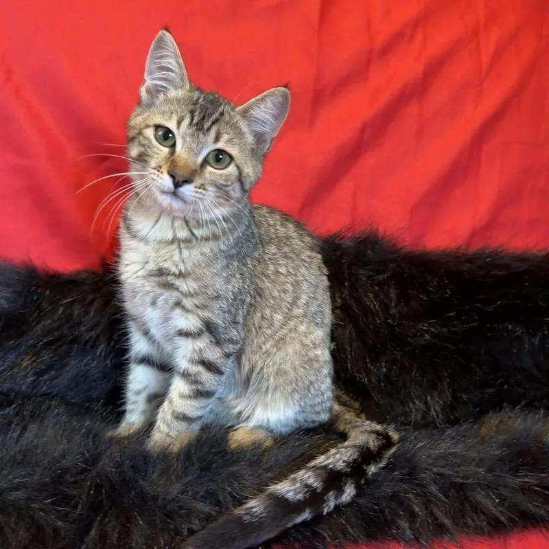 A baby small-sized female Brown / Chocolate Domestic Short Hair cat named Blossom for adoption in Westminster, CA
