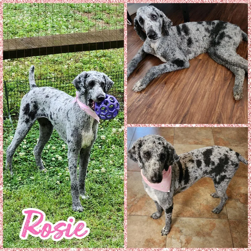 Rosie
