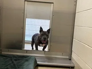 An adult medium-sized male Pit Bull Terrier dog named Flounder for adoption in Chapel Hill, NC